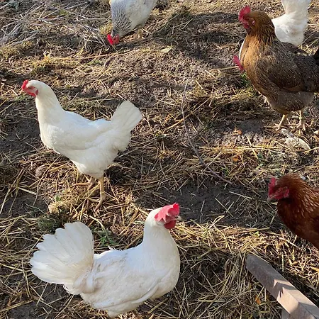 Ktima Zotos Luxury Exotic 1 Βίλα *