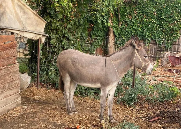 Ktima Zotos Luxury Exotic 1 Vila *