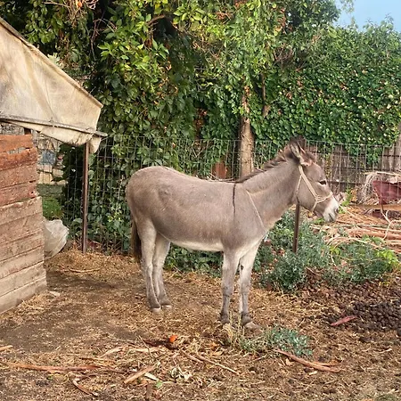 Ktima Zotos Luxury Exotic 1 Villa *